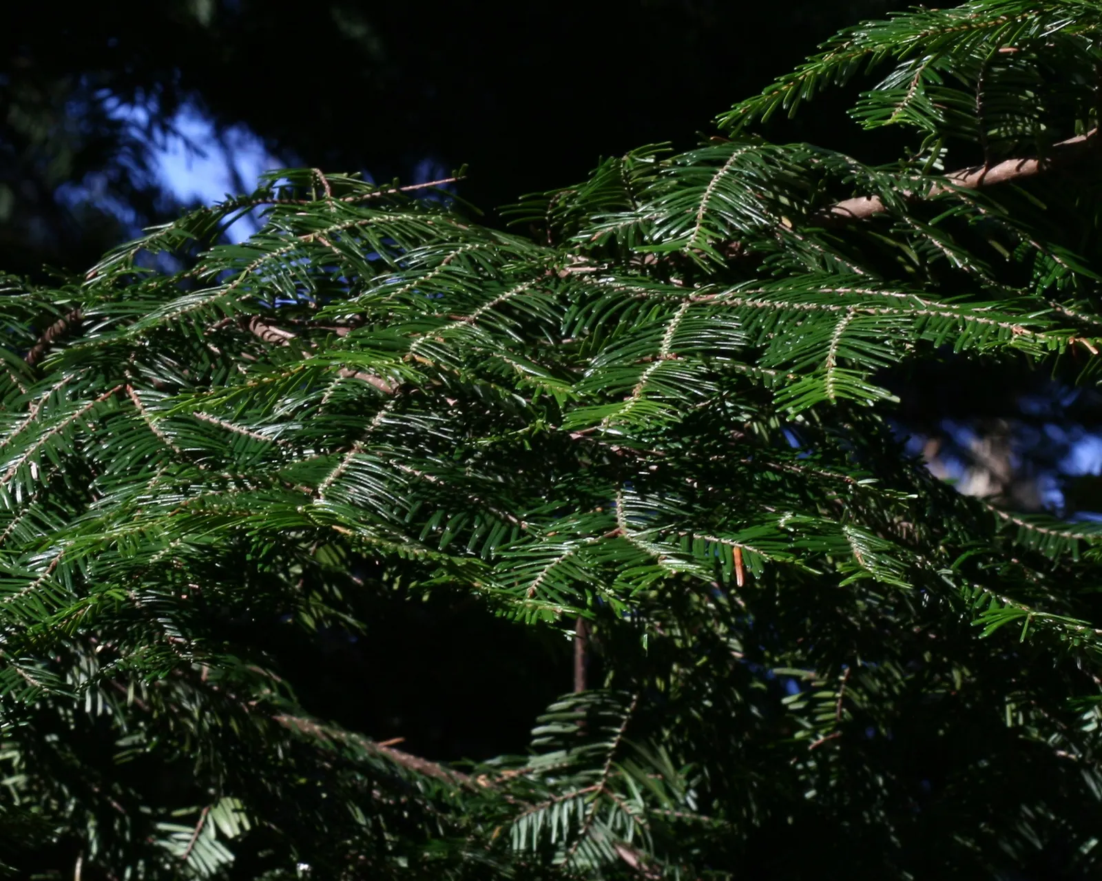 Grand Fir (Abies Grandis) — commonly known as Grand Fir; the foliage comprises lustrous