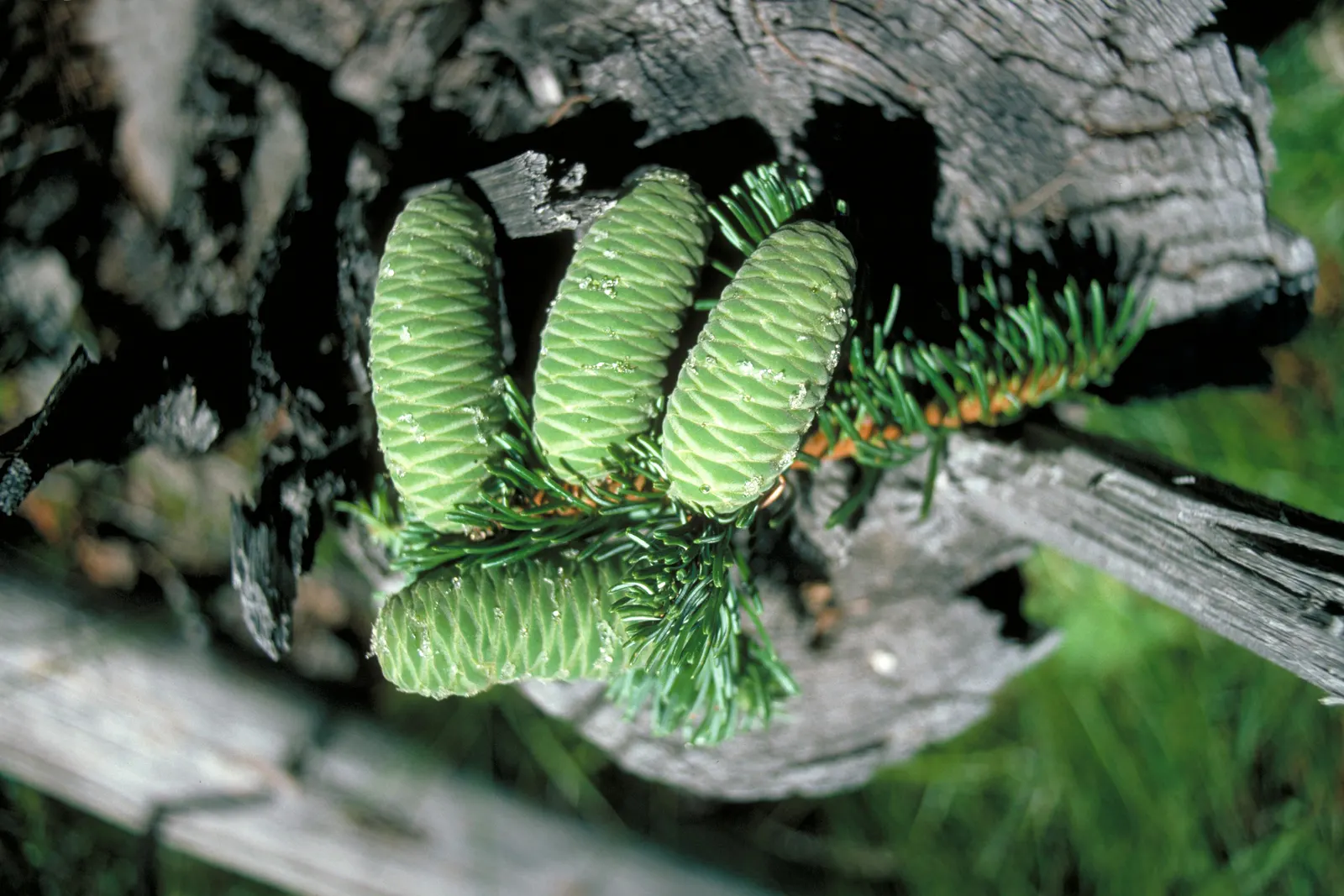 Grand Fir (Abies Grandis) — Grand Fir prefers moist, well-drained soil and full sun to partial shade, thriving in USDA zones 6 through 8
