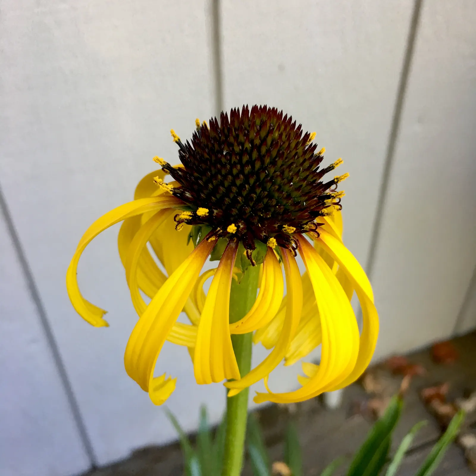 Pale Purple Coneflower (Echinacea Paradoxa) — It flourishes in well-drained soils and once established