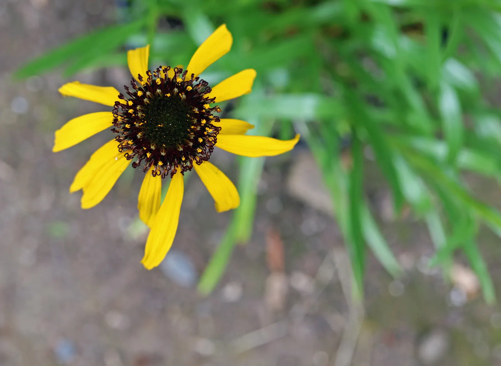 Pale Purple Coneflower (Echinacea Paradoxa) — It thrives in full sun to partial shade and prefers well-drained soils