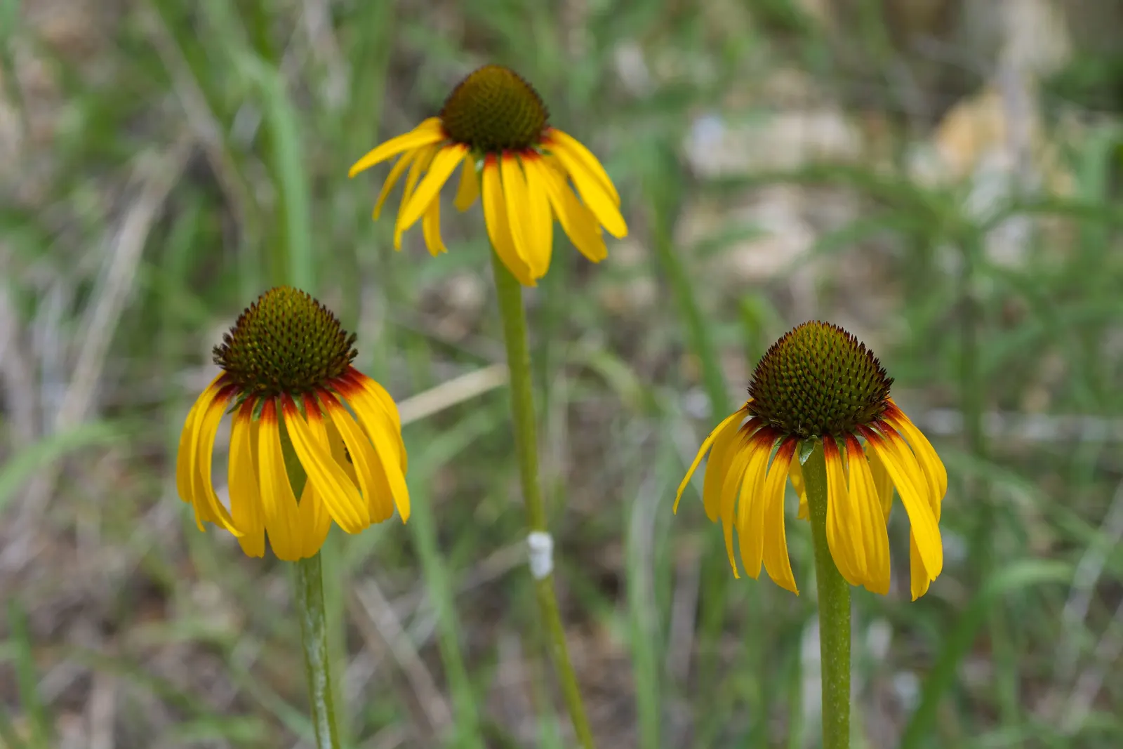 Pale Purple Coneflower (Echinacea Paradoxa) — The Pale Purple Coneflower, Echinacea paradoxa, is a hardy perennial