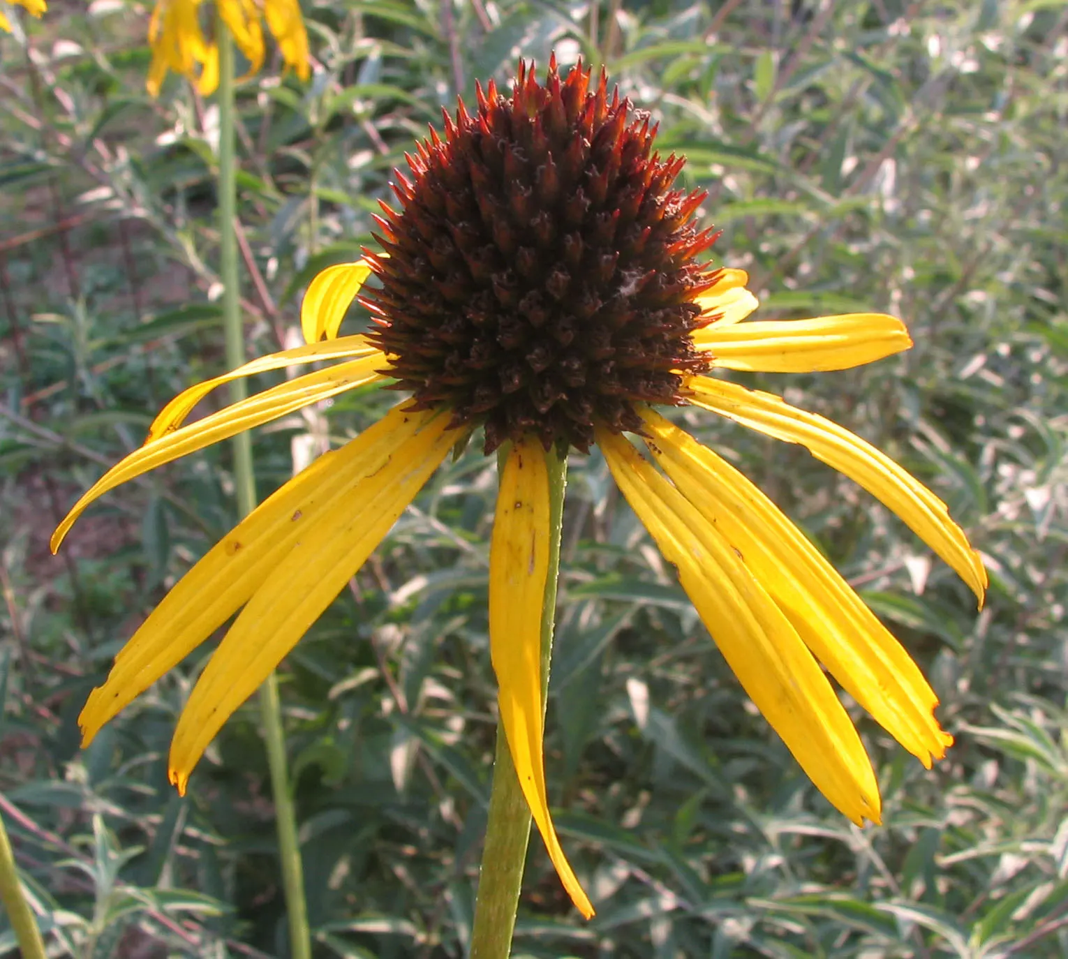 Pale Purple Coneflower (Echinacea Paradoxa) — showcasing its beauty from early to late summer