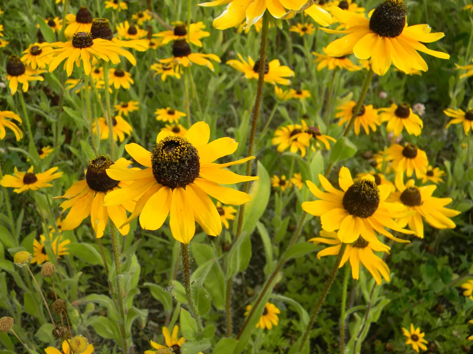 Pale Purple Coneflower (Echinacea Paradoxa) — apart from the occasional deadheading to encourage continued flowering.<br><br>When designing a landscape