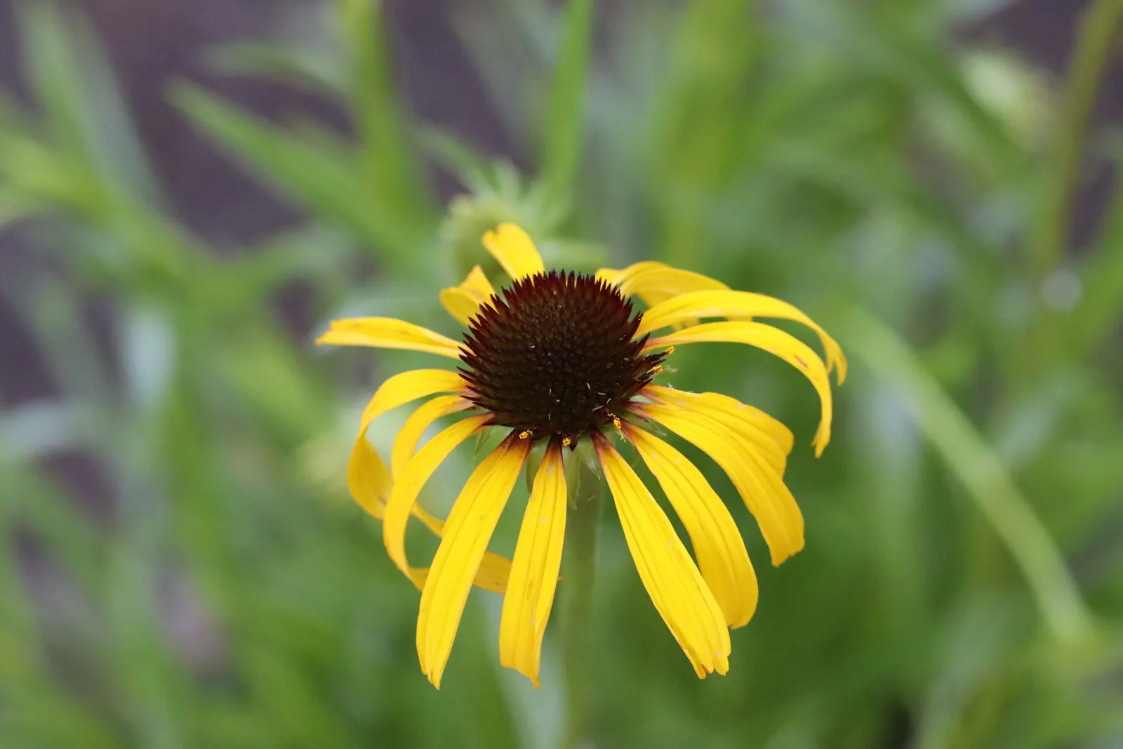 Pale Purple Coneflower (Echinacea Paradoxa) — perennial for full or half