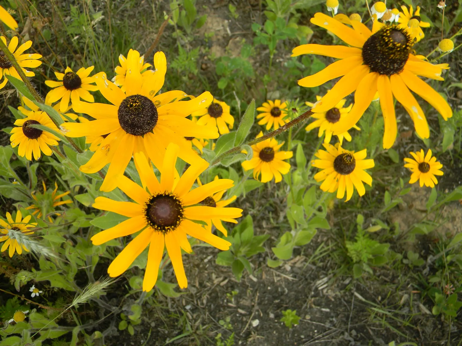 Pale Purple Coneflower (Echinacea Paradoxa) — yellow flowers in the garden