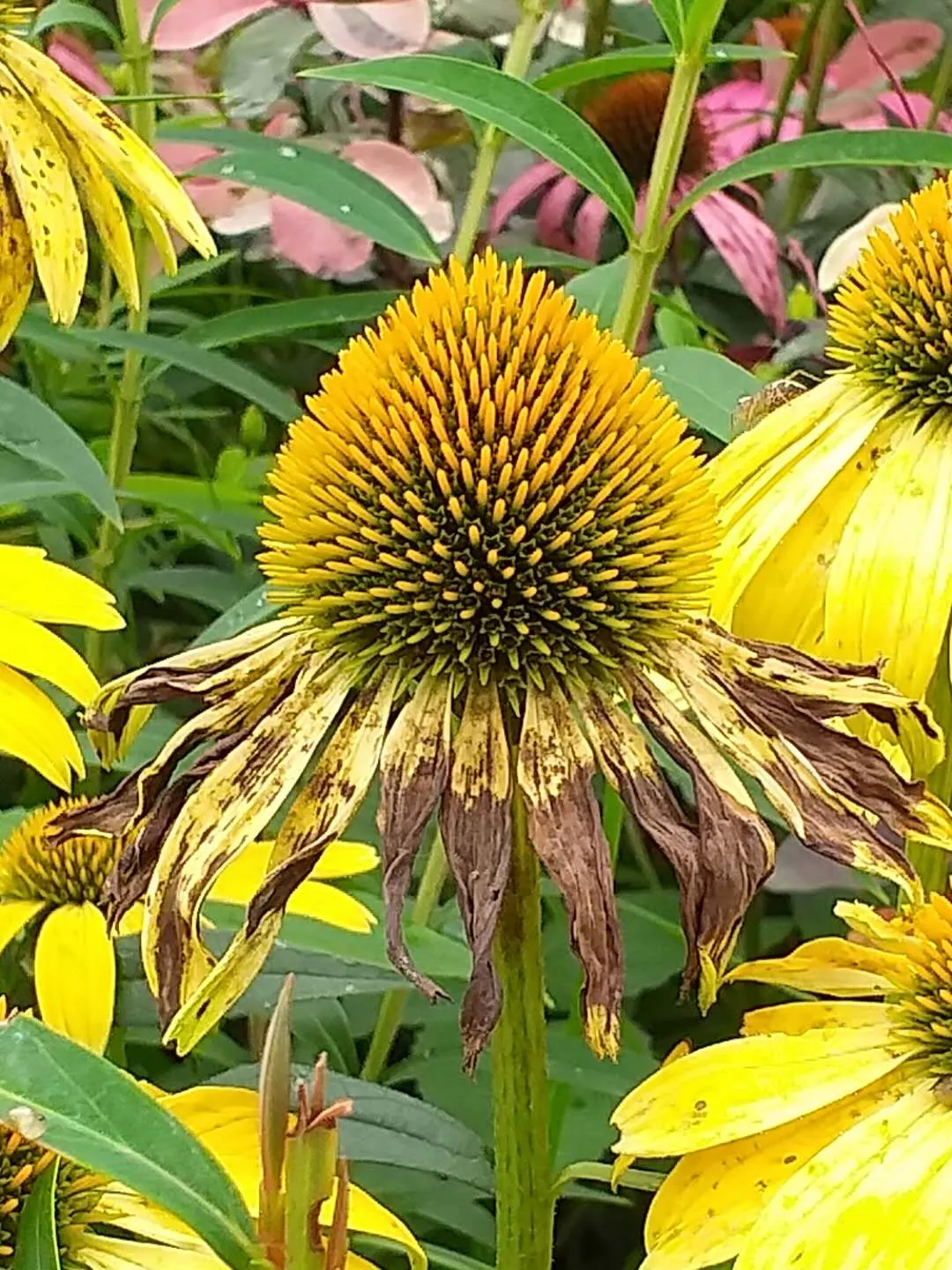 Pale Purple Coneflower (Echinacea Paradoxa) — and birds with its nectar-rich blooms