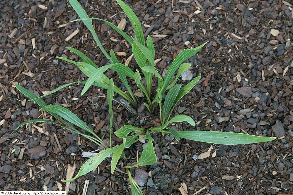 Pale Purple Coneflower (Echinacea Paradoxa) — presents a unique addition to any landscape with its striking yellow petals