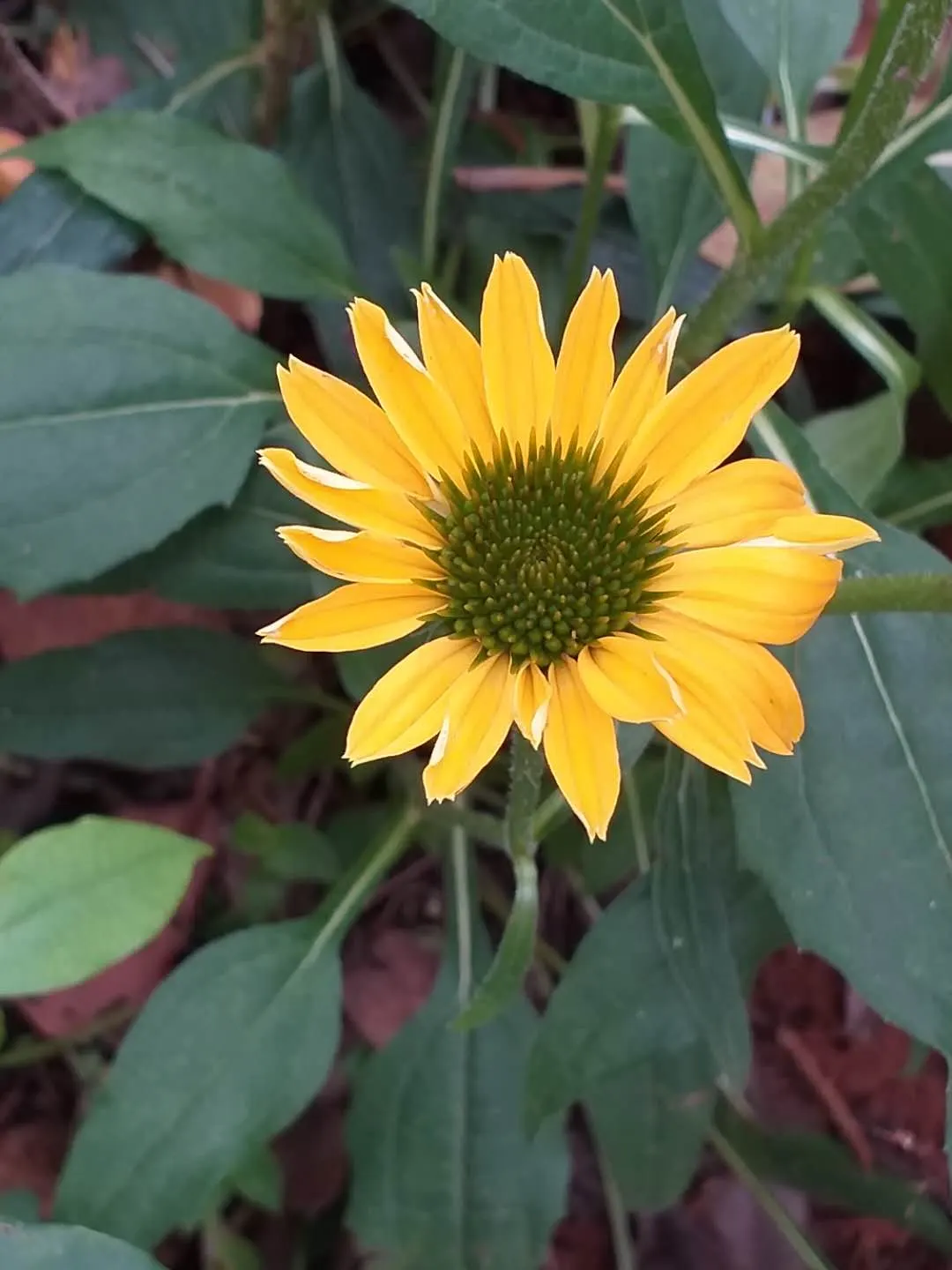 Pale Purple Coneflower (Echinacea Paradoxa) — The plant prefers full sunlight but can tolerate partial shade; however