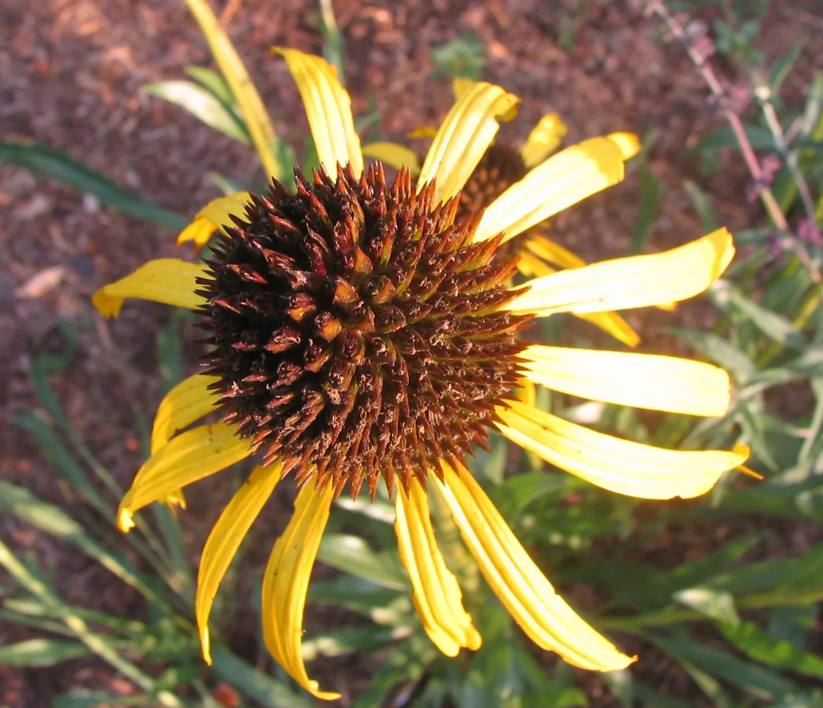 Pale Purple Coneflower (Echinacea Paradoxa) — This herbaceous perennial thrives in USDA hardiness zones 3 through 8