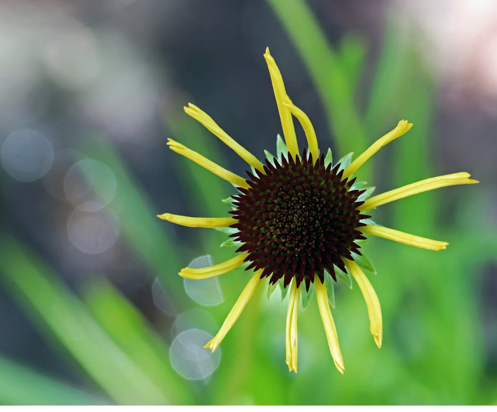 Pale Purple Coneflower (Echinacea Paradoxa) — it grows 2-3 feet tall and spreads up to 2 feet wide