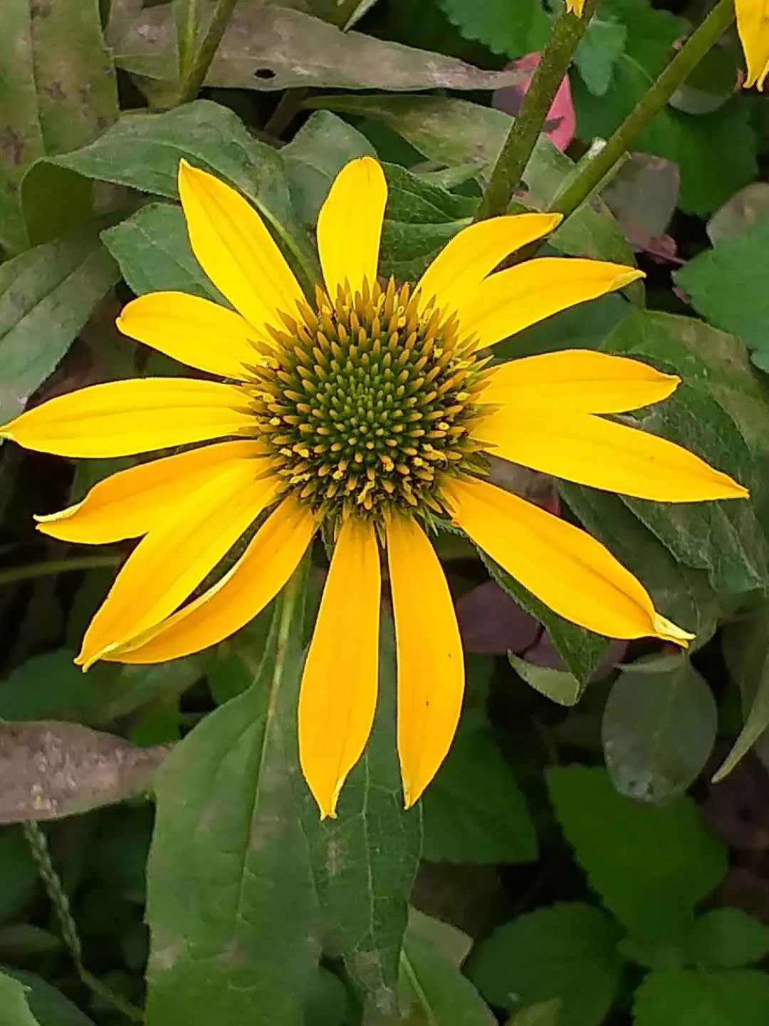 Pale Purple Coneflower (Echinacea Paradoxa) — with a clumping spread of 1 to 2 feet