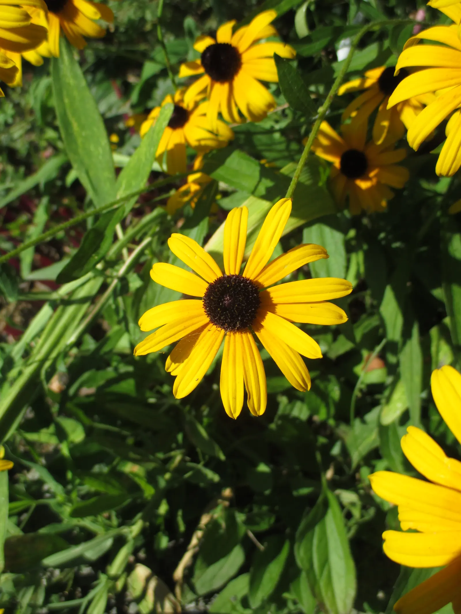 Pale Purple Coneflower (Echinacea Paradoxa) — perennial with yellow blooms