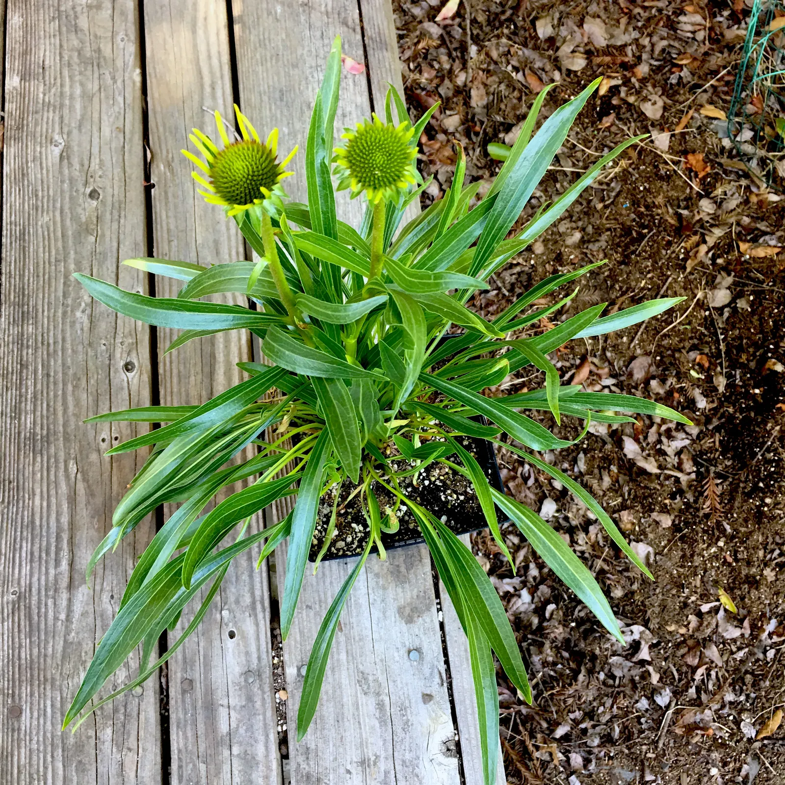 Pale Purple Coneflower (Echinacea Paradoxa) — this may impact its robust bloom production
