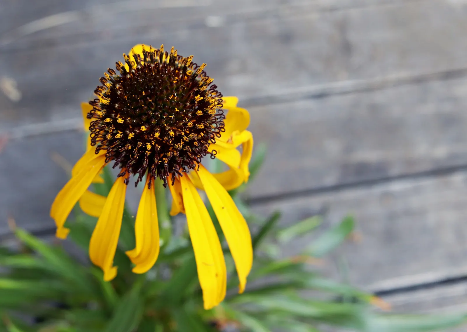 Pale Purple Coneflower (Echinacea Paradoxa) — Its resilient nature and minimal care needs make it an ideal choice for novice and experienced gardeners alike