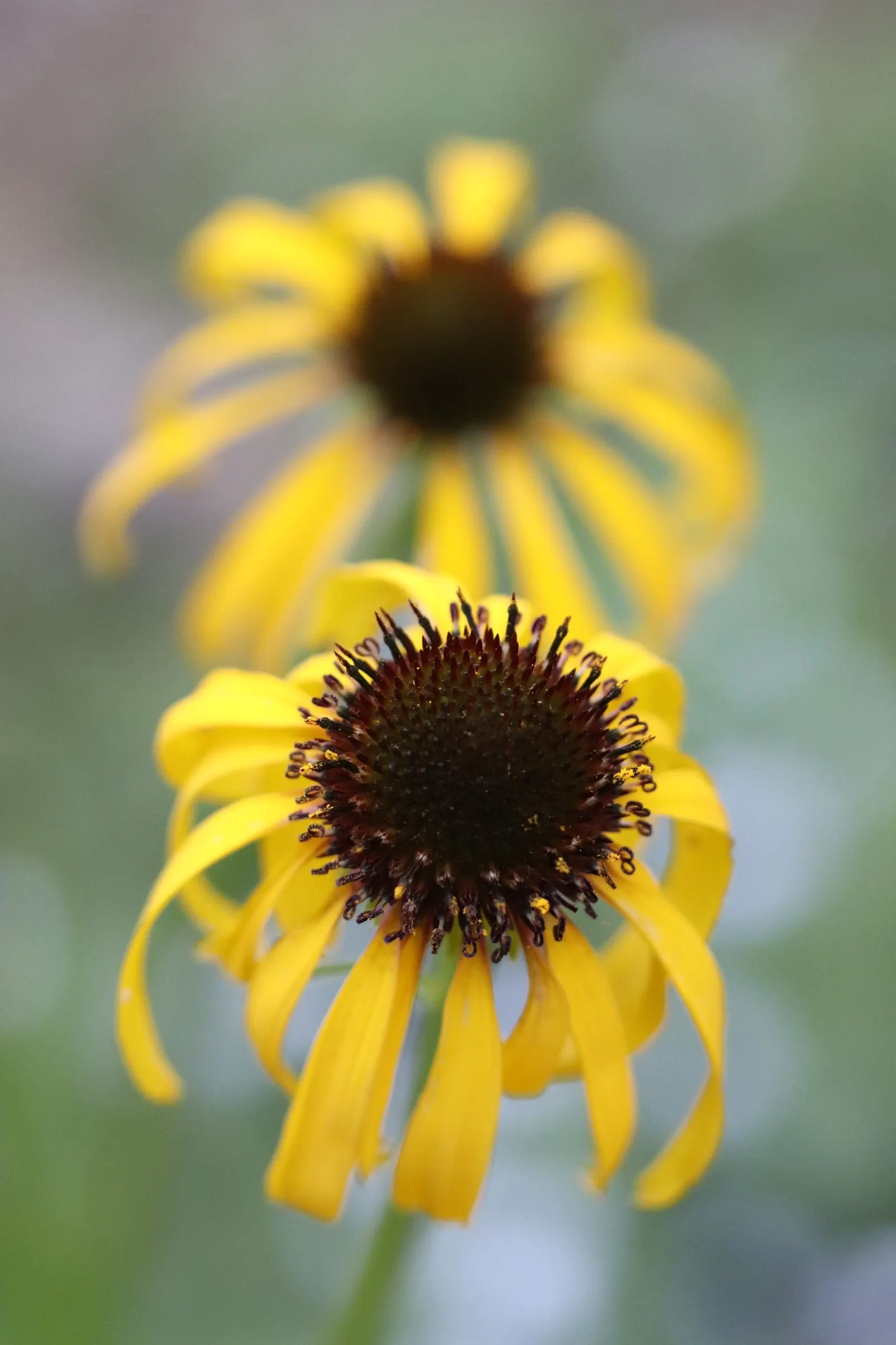 Pale Purple Coneflower (Echinacea Paradoxa) — incorporating Echinacea paradoxa adds not only a bold splash of color but also supports local ecology