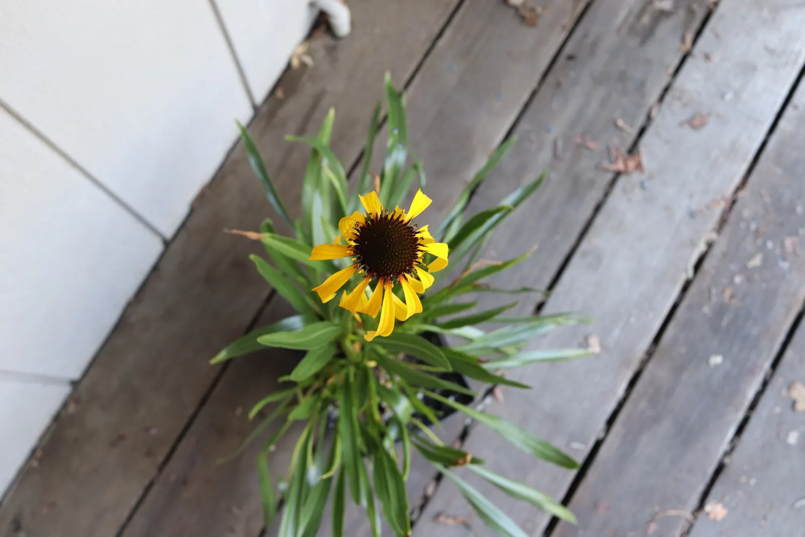 Pale Purple Coneflower (Echinacea Paradoxa) — This low-maintenance perennial requires minimal care