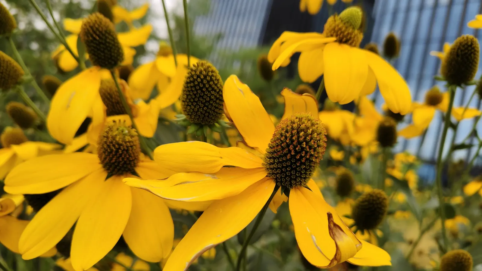 Pale Purple Coneflower (Echinacea Paradoxa) — while its seeds provide food for finches in the fall