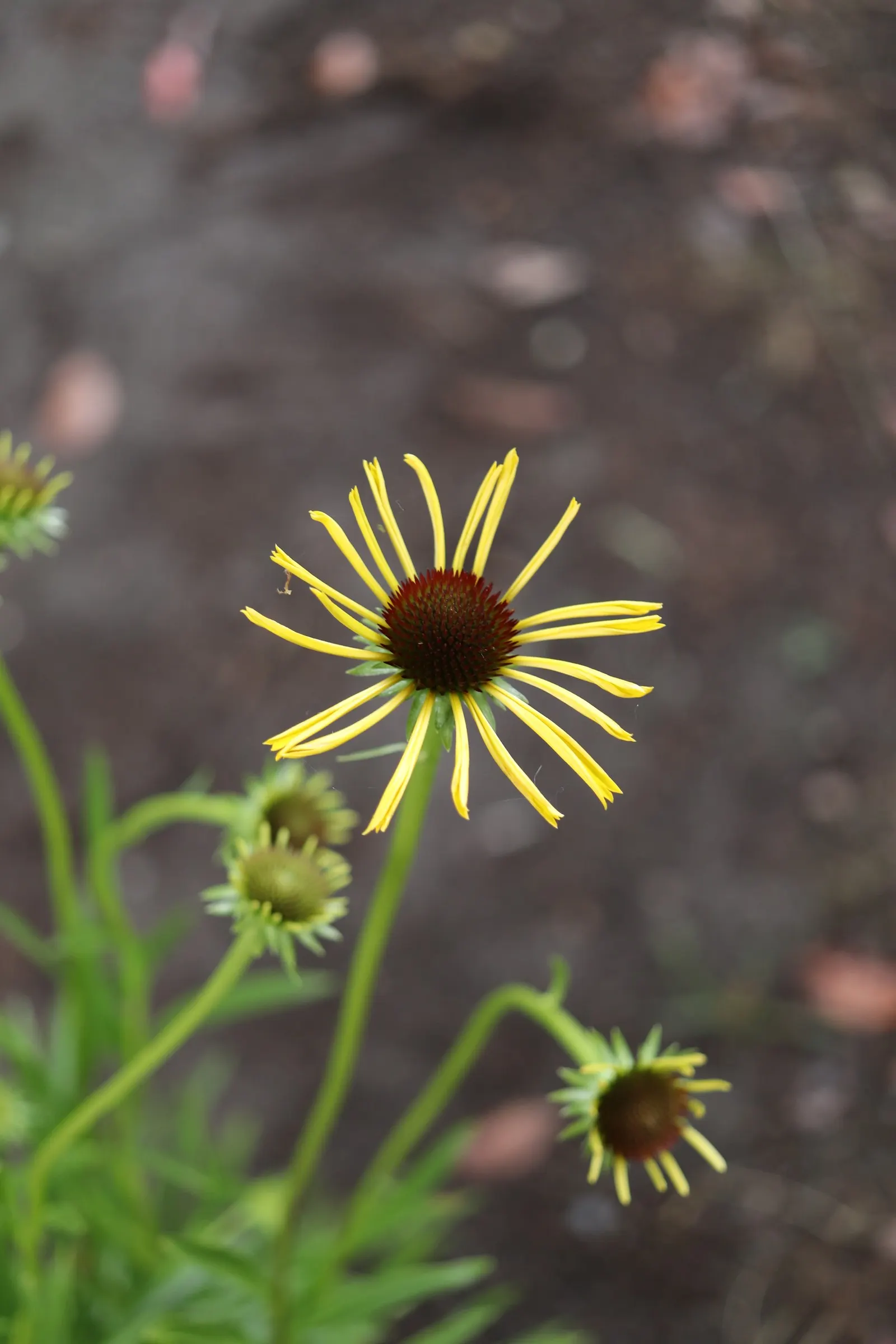 Pale Purple Coneflower (Echinacea Paradoxa) — Showcasing unique yellow-gold to pale purple petals surrounding a prominent central cone