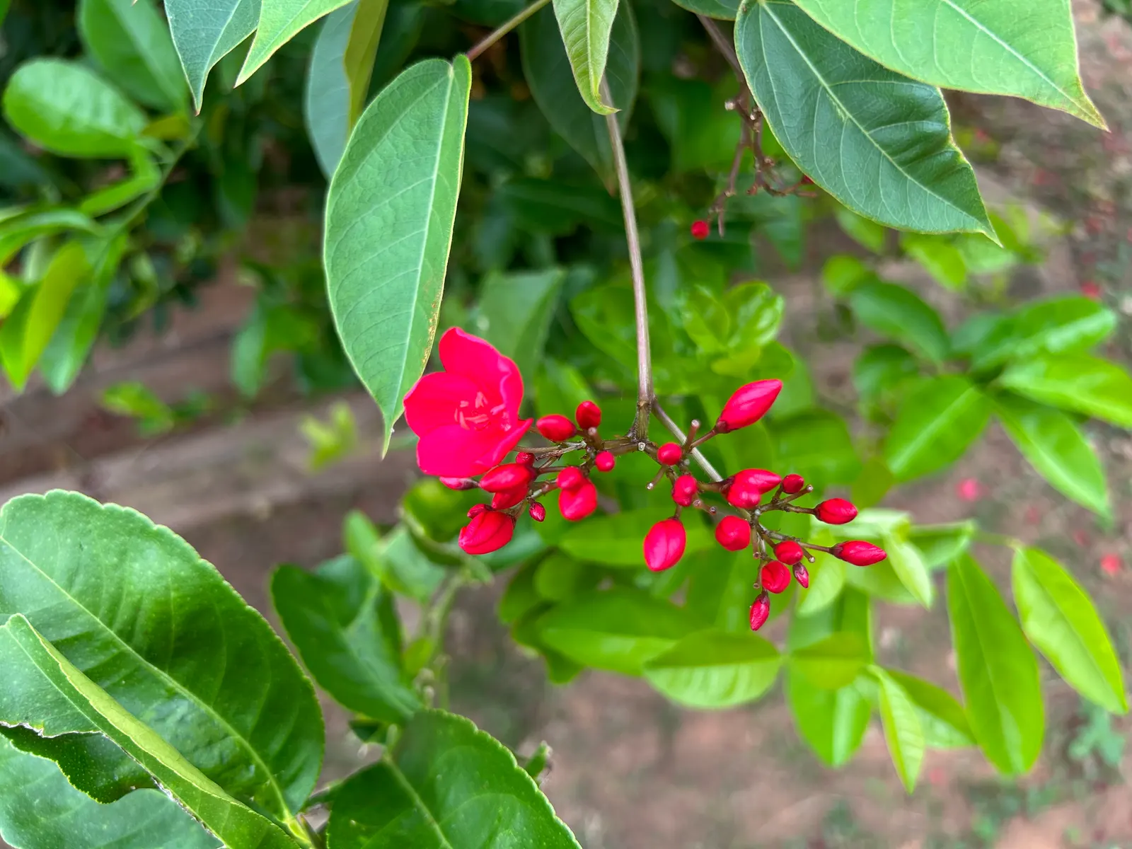 Peregrina (Jatropha Integerrima) — Drought-tolerant once established, it requires minimal maintenance; is an evergreen shrub native to Cuba and the, image 130