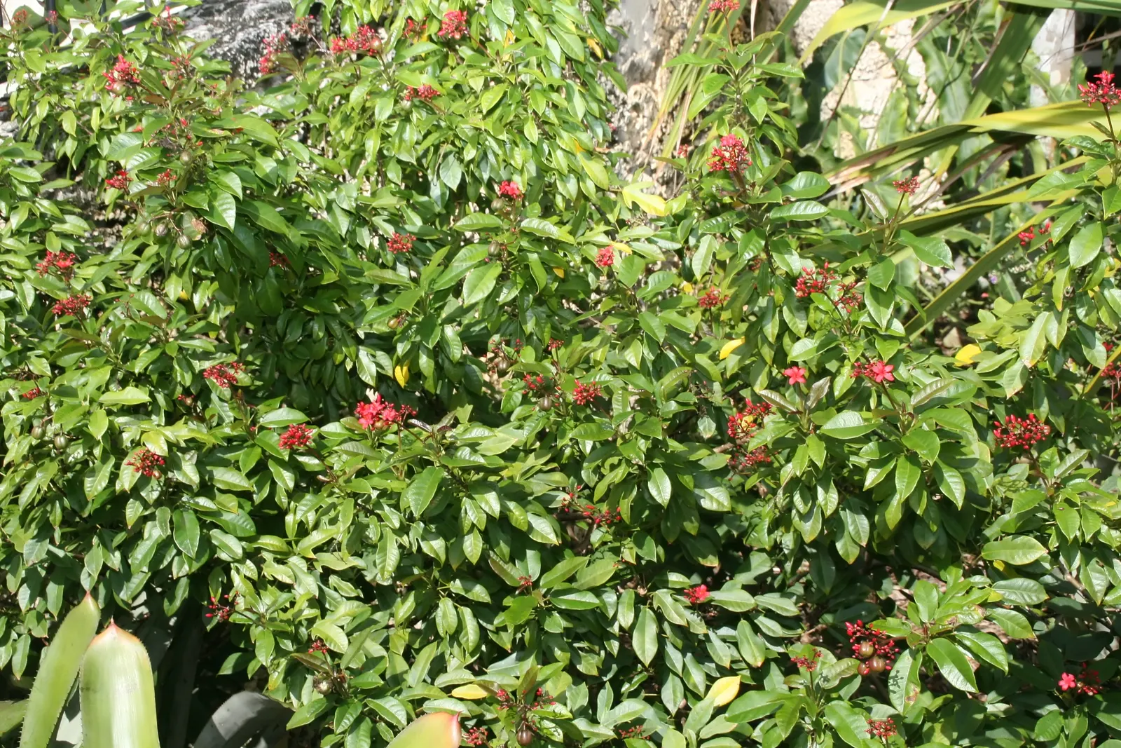 Peregrina (Jatropha Integerrima) — red flowers in the garden; renowned for its vibrant floral display and its ease of care, image 73