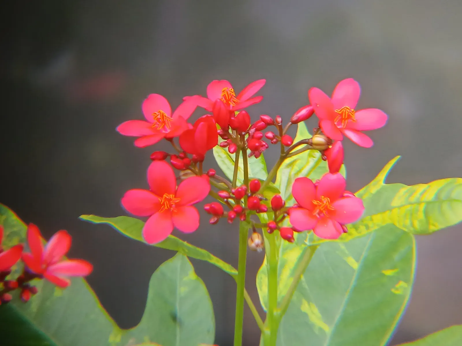 Peregrina (Jatropha Integerrima) — Typically reaching heights of 5 to 8 feet with a spread of equally 5 to 8 feet when mature