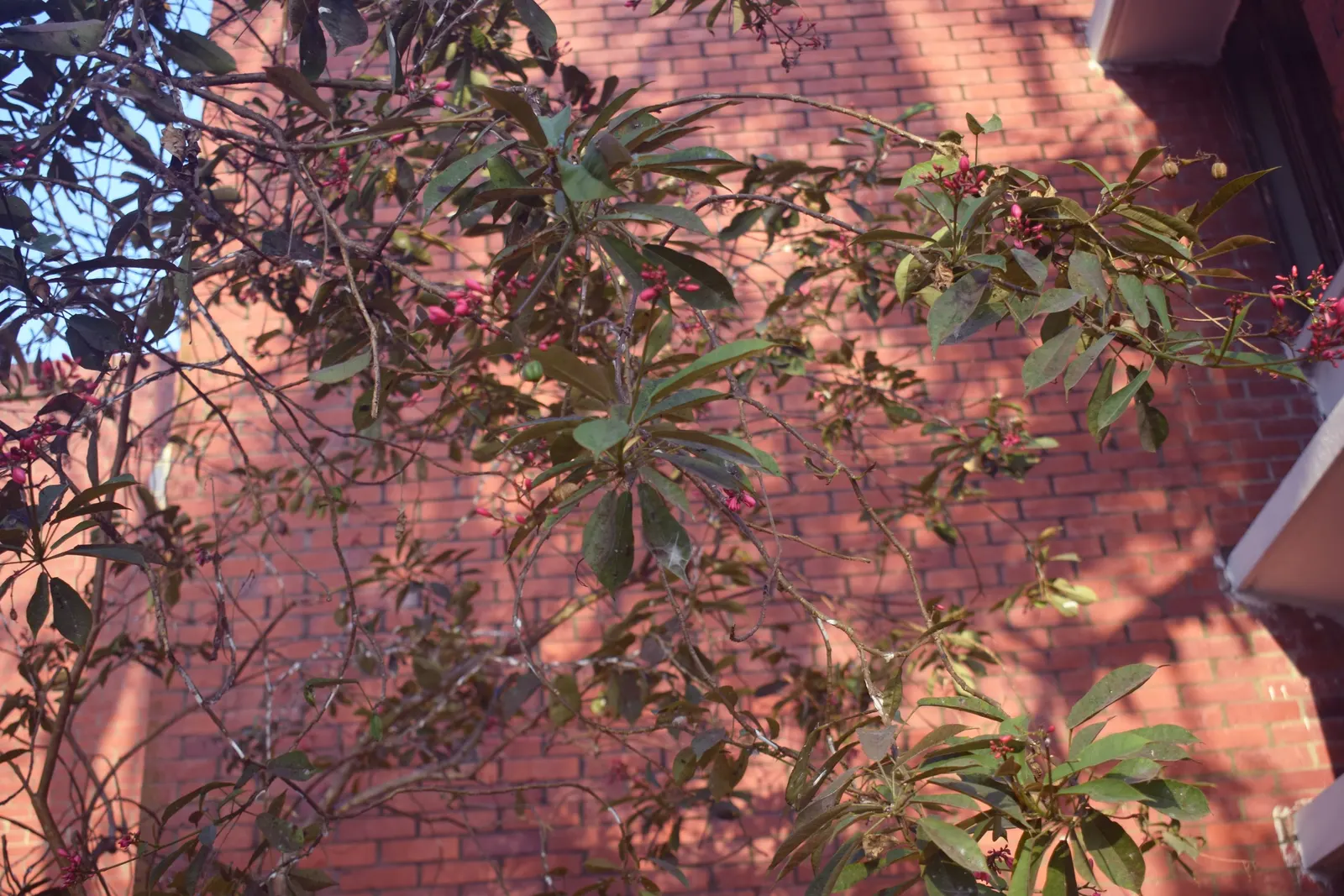 Peregrina (Jatropha Integerrima) — Peregrina displays a densely branched; shrub with red blooms, image 136