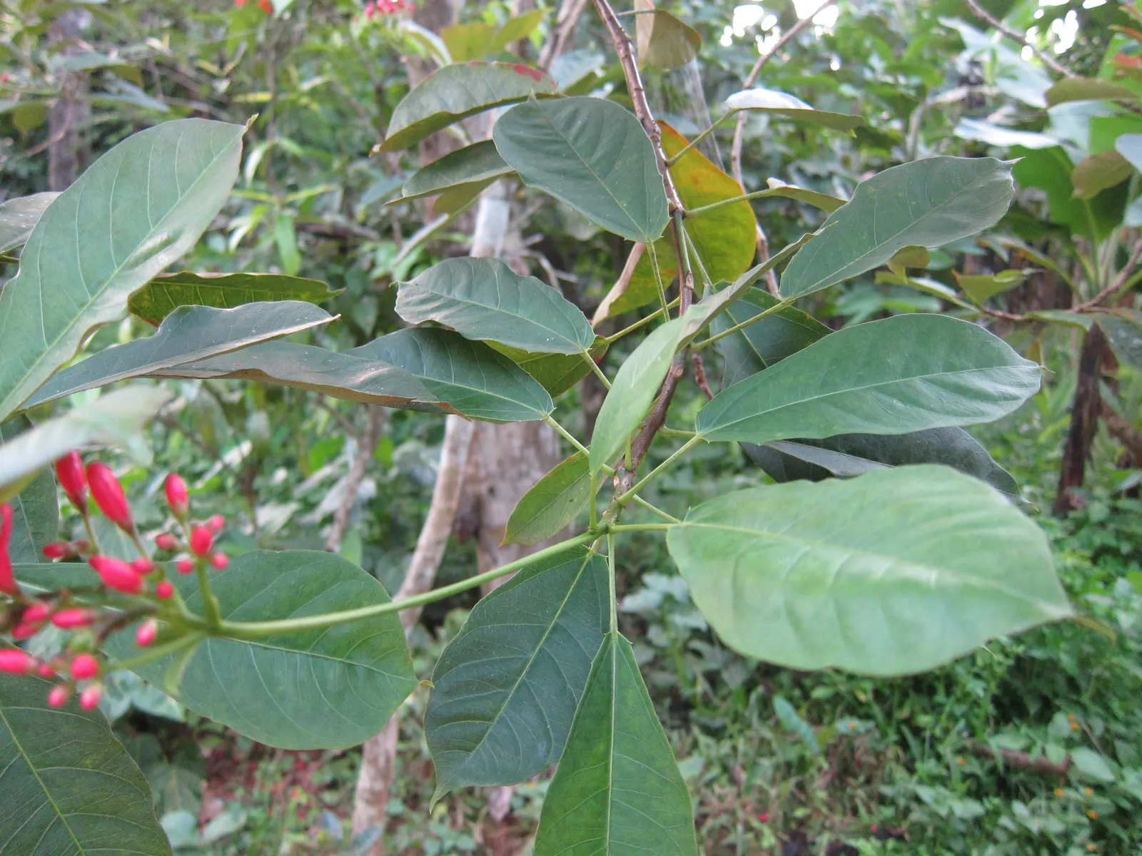 Peregrina (Jatropha Integerrima) — Peregrina can serve as a captivating accent plant or hedging specimen within a garden design; peregrina (Jatropha, image 97