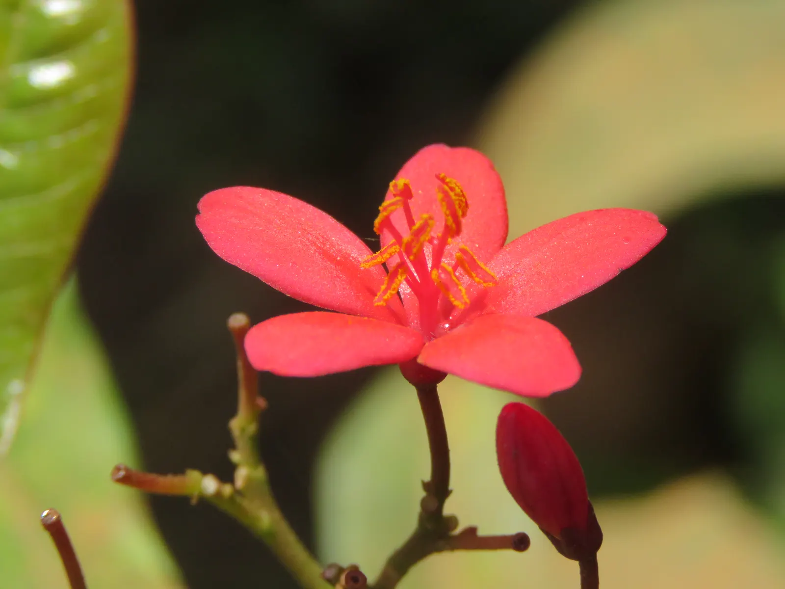 Peregrina (Jatropha Integerrima) — red flowers in the garden; renowned for its vibrant floral display and its ease of care, image 148