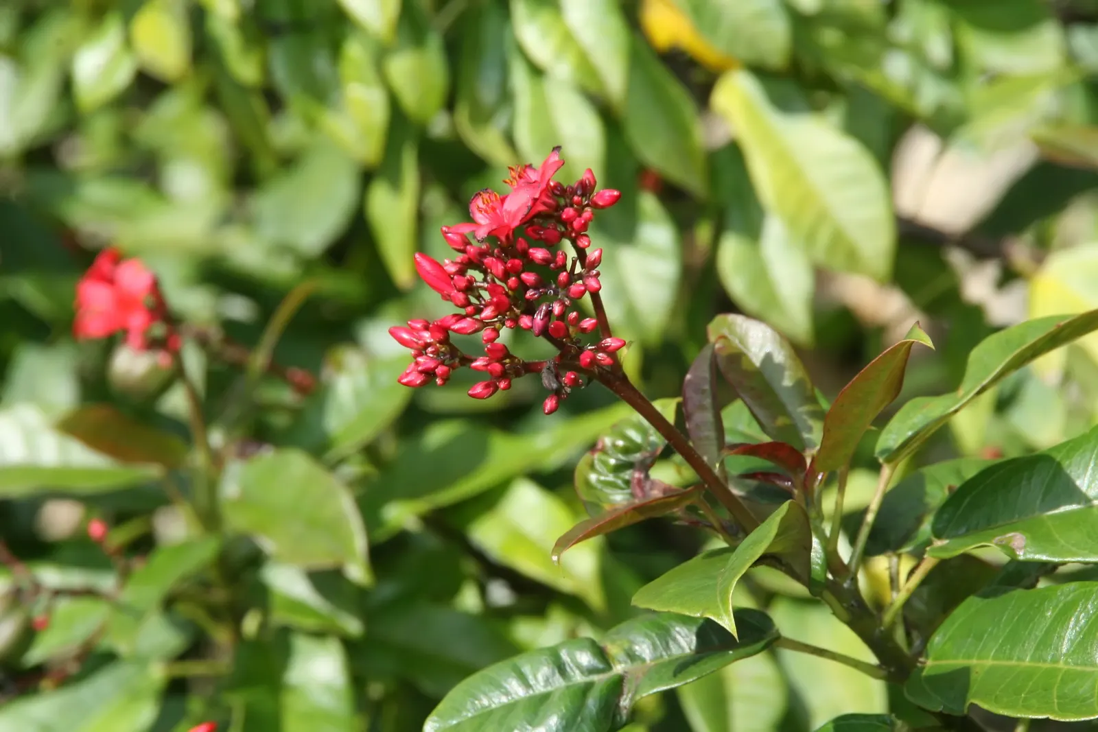 Peregrina (Jatropha Integerrima) — provide an attractive backdrop for the star of the show - the small yet striking star-shaped red flowers, image 139