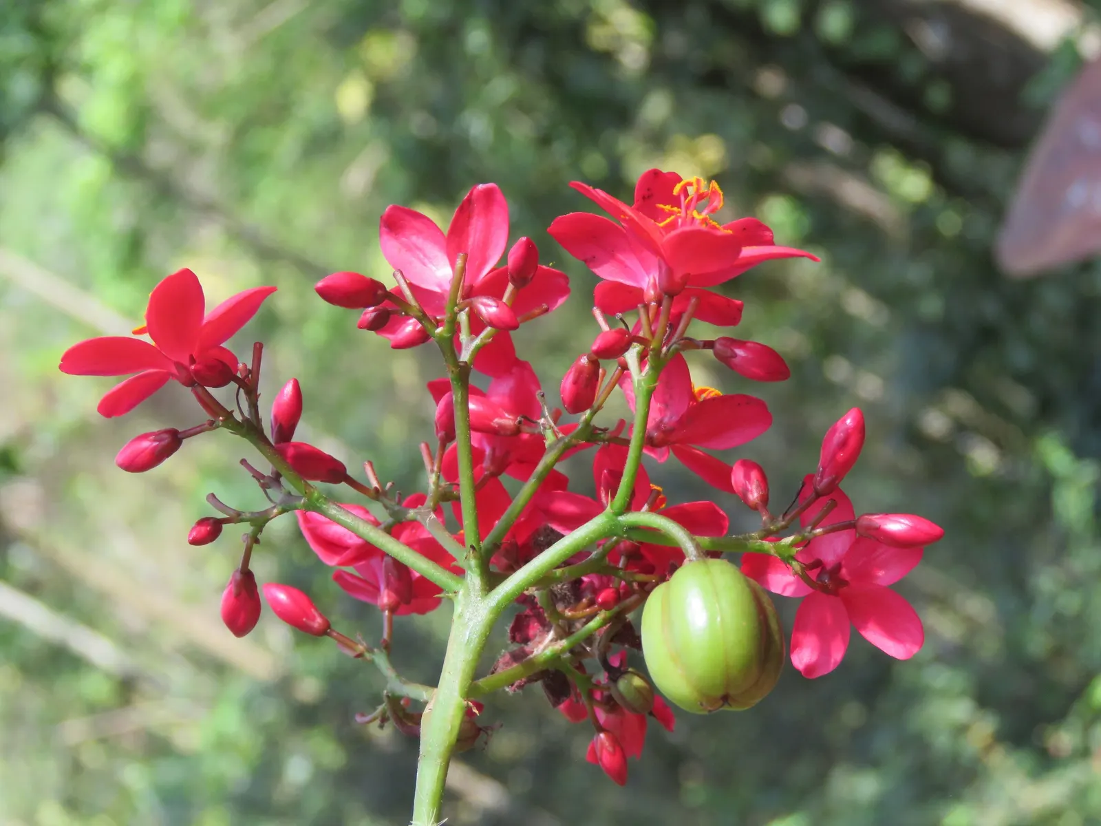 Peregrina (Jatropha Integerrima) — rounded form that can be kept more compact through regular pruning.<br><br>Its glossy; note: its sap is toxic if, image 62