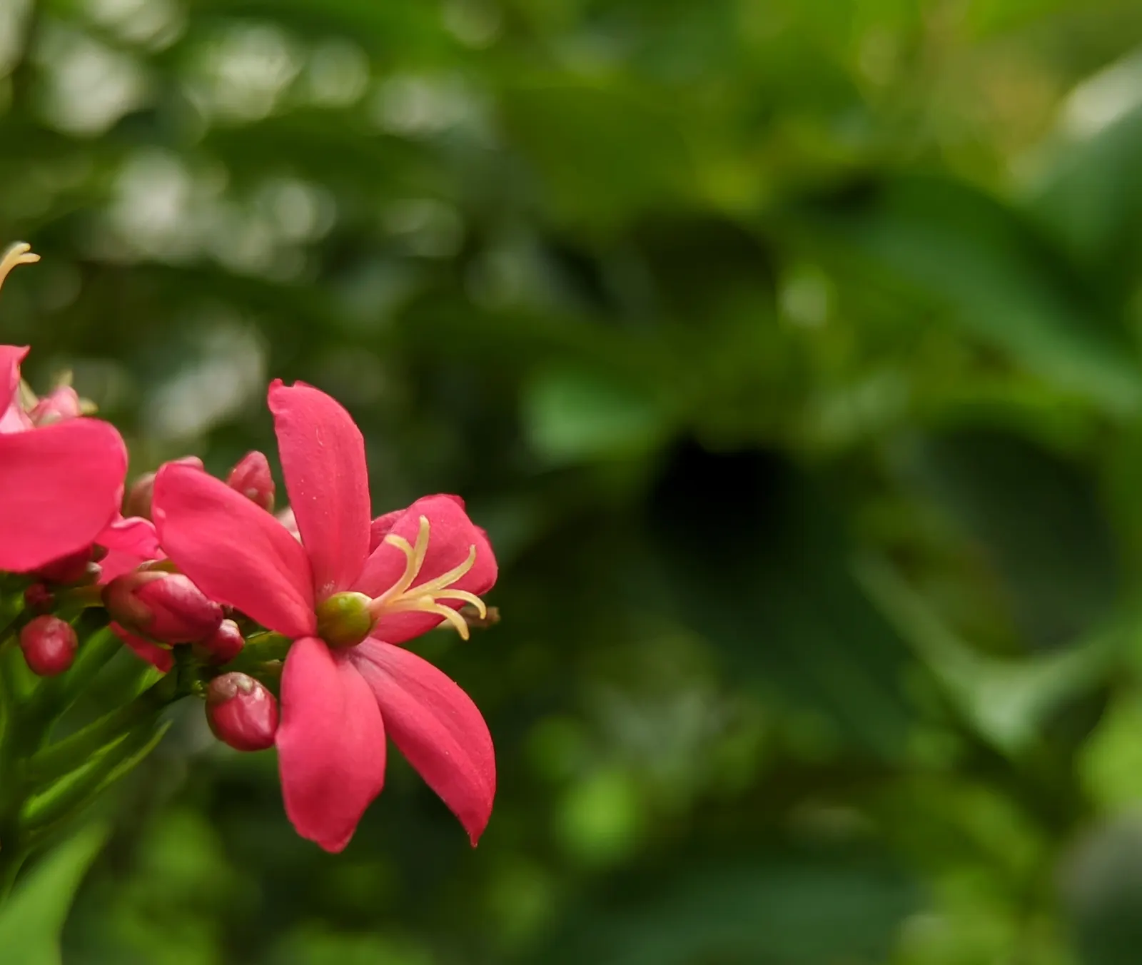 Peregrina (Jatropha Integerrima) — it should be positioned away from areas frequented by pets and children; situate these plants in USDA hardiness zones 10 to