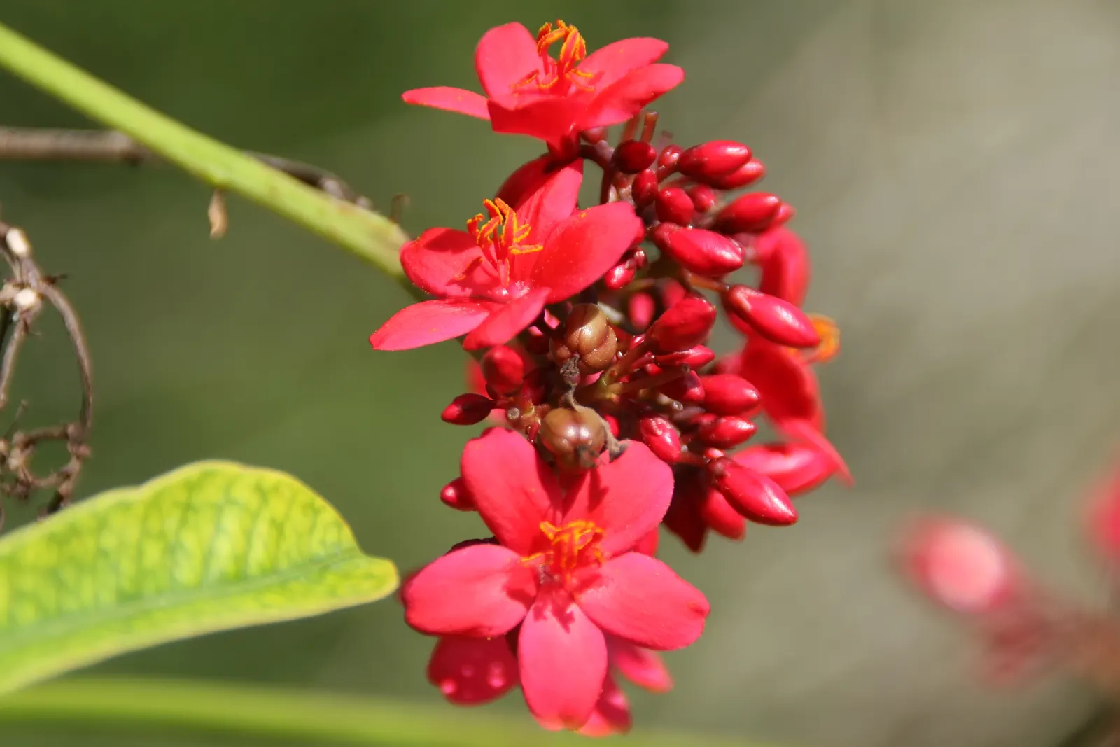 Peregrina (Jatropha Integerrima) — These blooms appear year-round but are especially profuse during the summer months