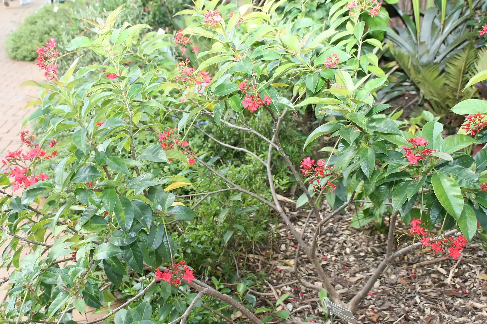 Peregrina (Jatropha Integerrima) — Peregrina can serve as a captivating accent plant or hedging specimen within a garden design