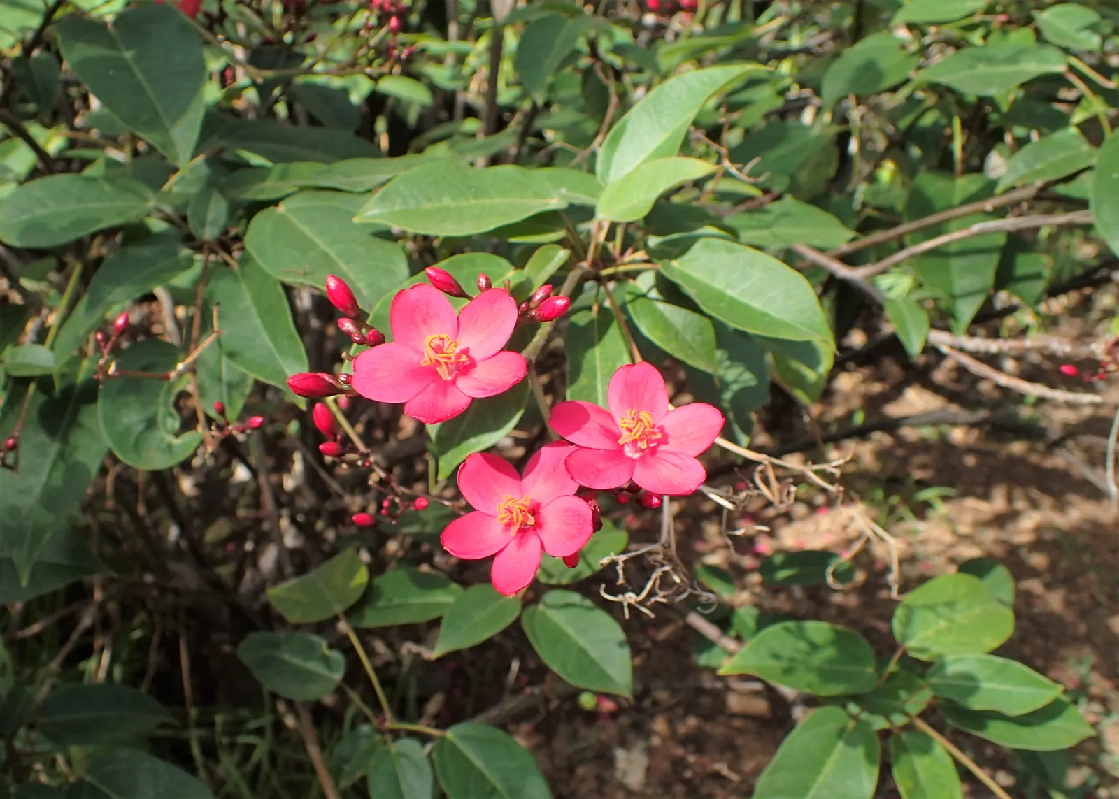 Peregrina (Jatropha Integerrima) — which are lobed or ovate in shape