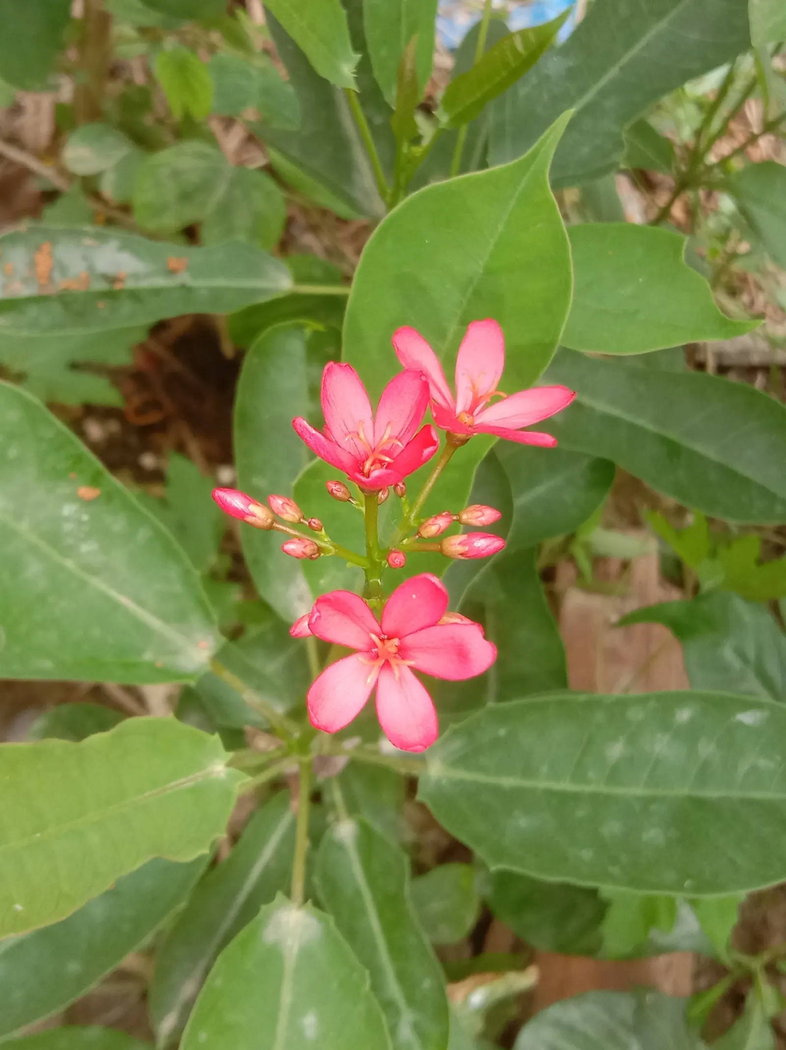 Peregrina (Jatropha Integerrima) — which are lobed or ovate in shape, image 63