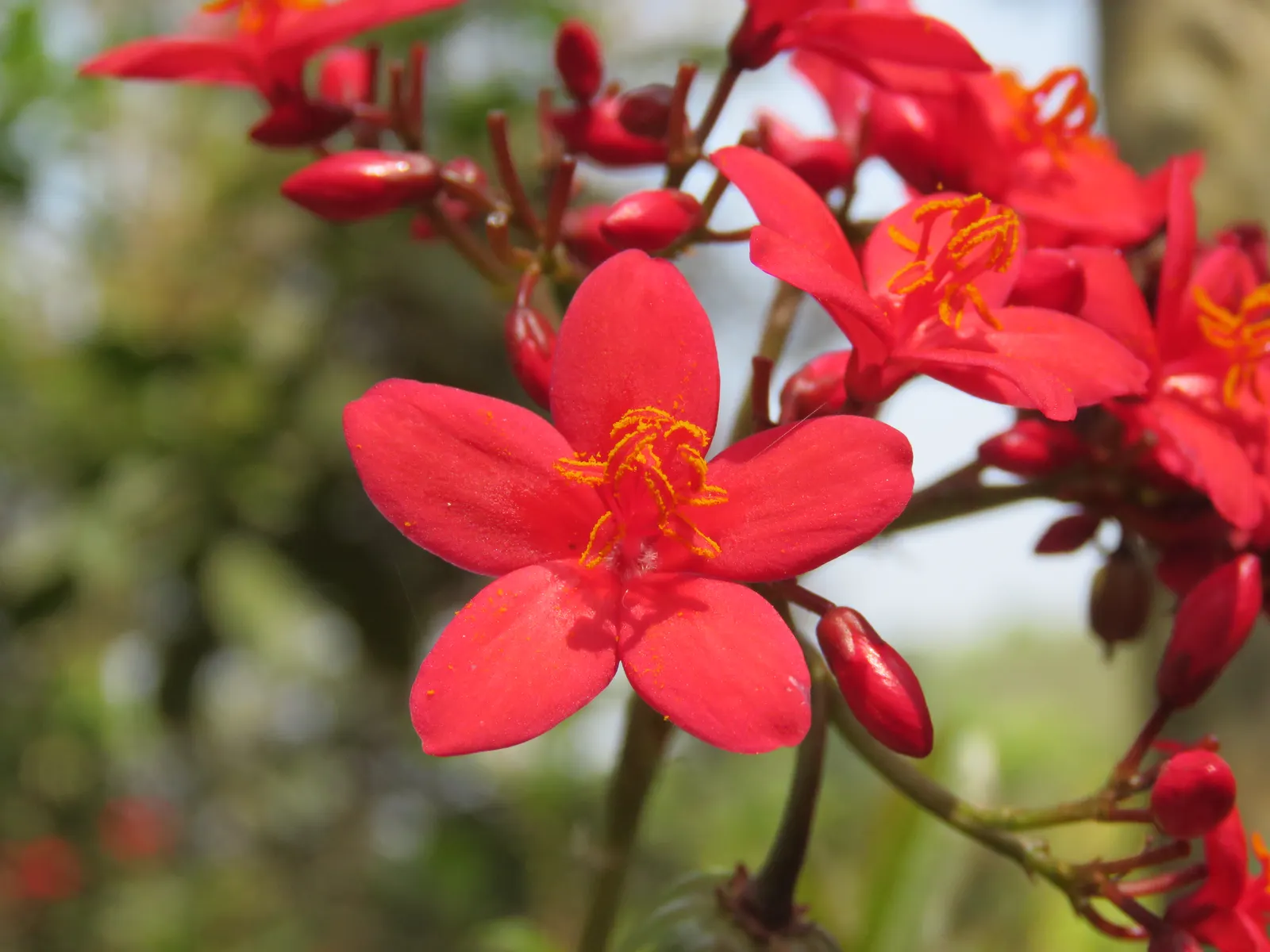 Peregrina (Jatropha Integerrima) — is an evergreen shrub native to Cuba and the West Indies; it should be positioned away from areas frequented by, image 82