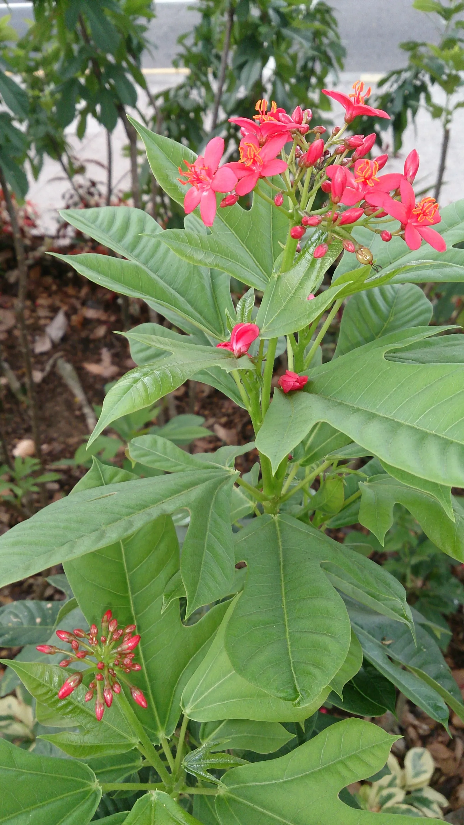 Peregrina (Jatropha Integerrima) — it blooms year-round in warm climates; but requires regular watering during its growing seasons for optimal, image 128