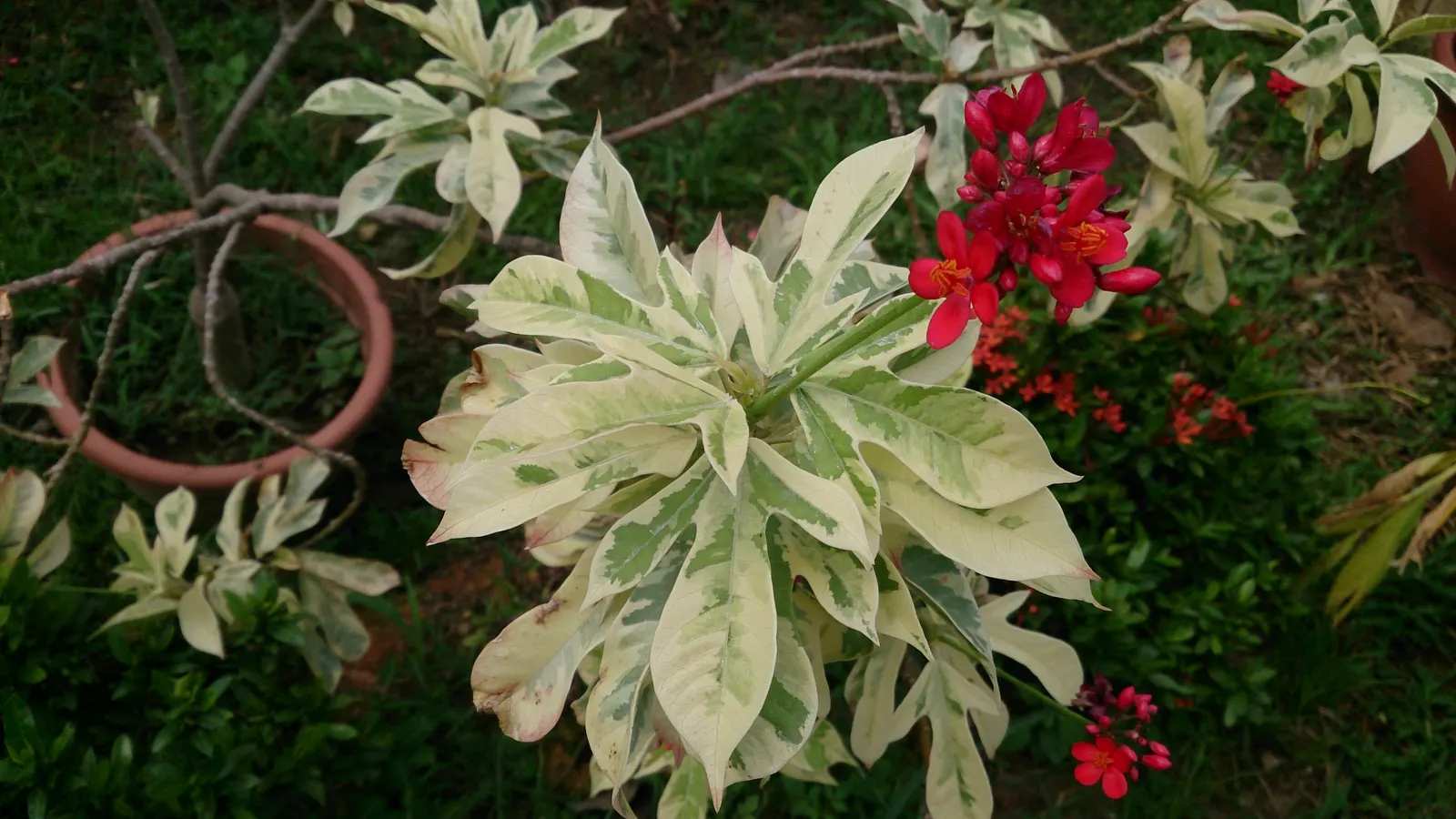 Peregrina (Jatropha Integerrima) — shrub with red blooms; these blooms appear year-round but are especially profuse during the summer months, image 149