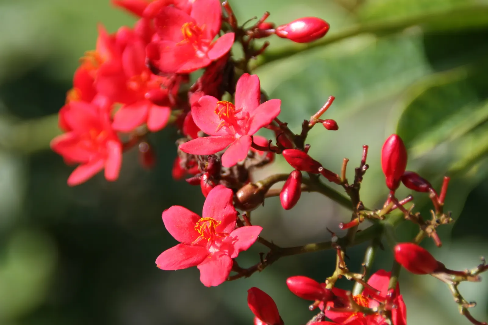Peregrina (Jatropha Integerrima) — shrub with red blooms