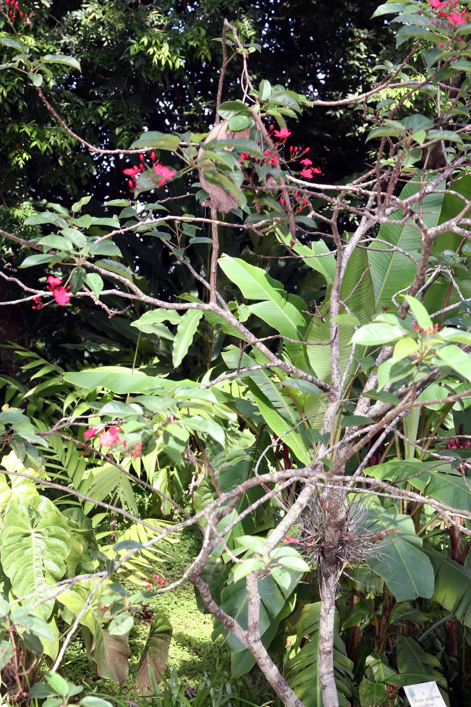 Peregrina (Jatropha Integerrima) — pointed leaves and clusters of bright red