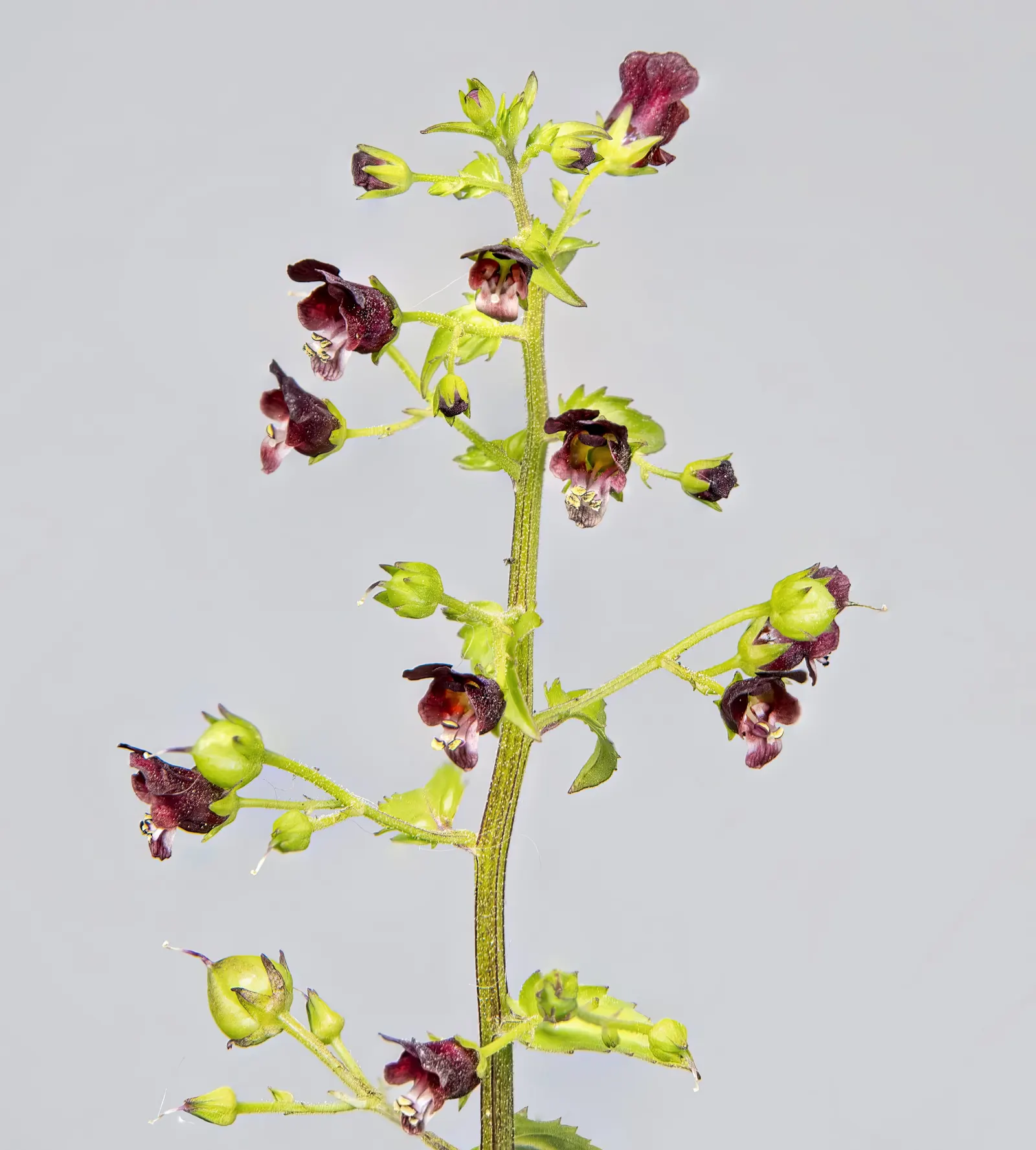 Peregrina (Jatropha Integerrima) — making it a favored choice for ornamental gardens in warmer climates; typically reaching heights of 5 to 8 feet, image 109