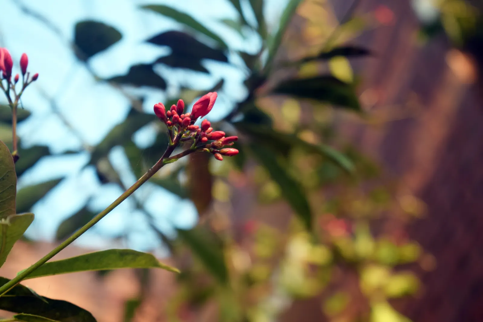 Peregrina (Jatropha Integerrima) — shrub for full; peregrina can serve as a captivating accent plant or hedging specimen within a garden design, image 150