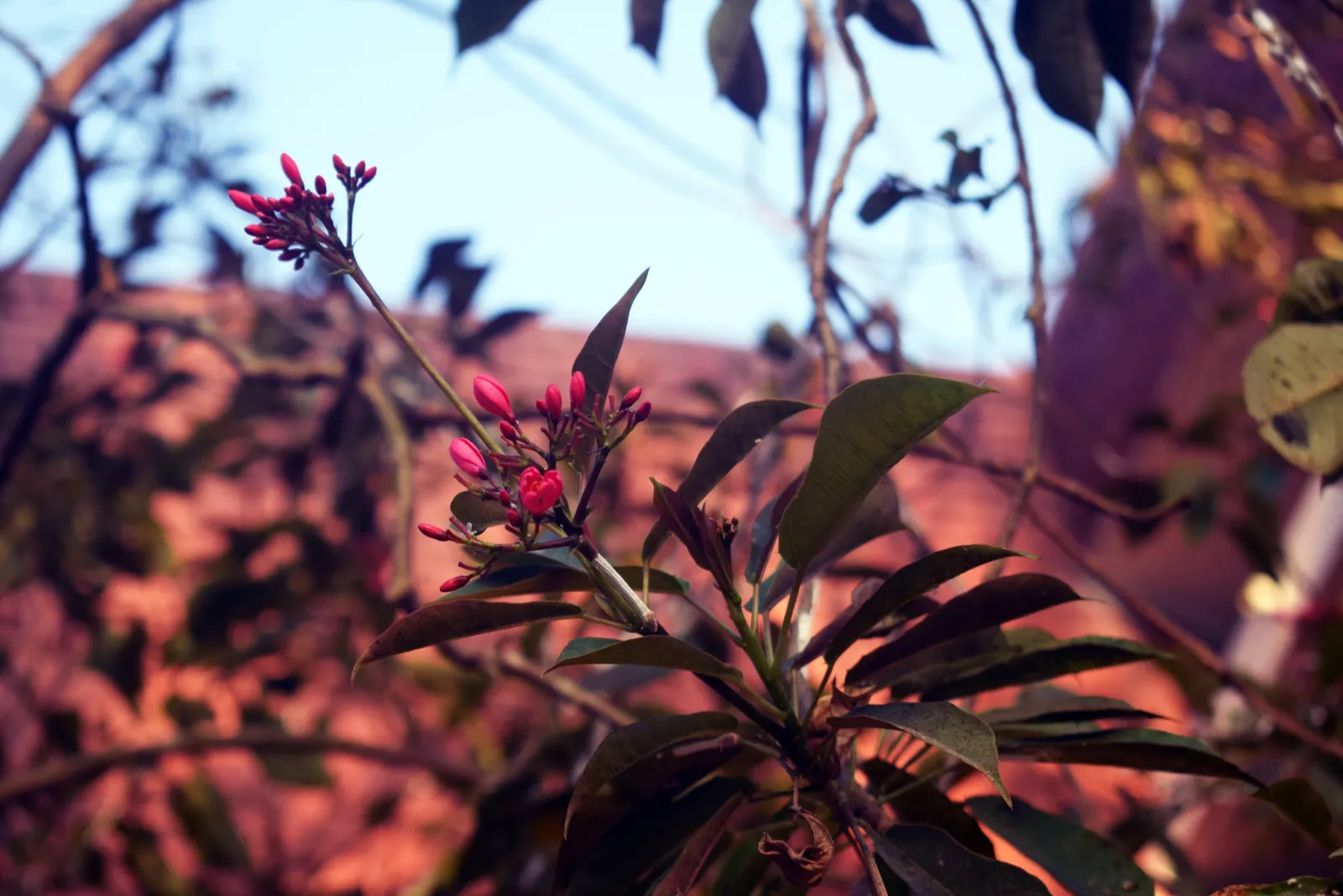 Peregrina (Jatropha Integerrima) — shrub with red blooms; these blooms appear year-round but are especially profuse during the summer months, image 74