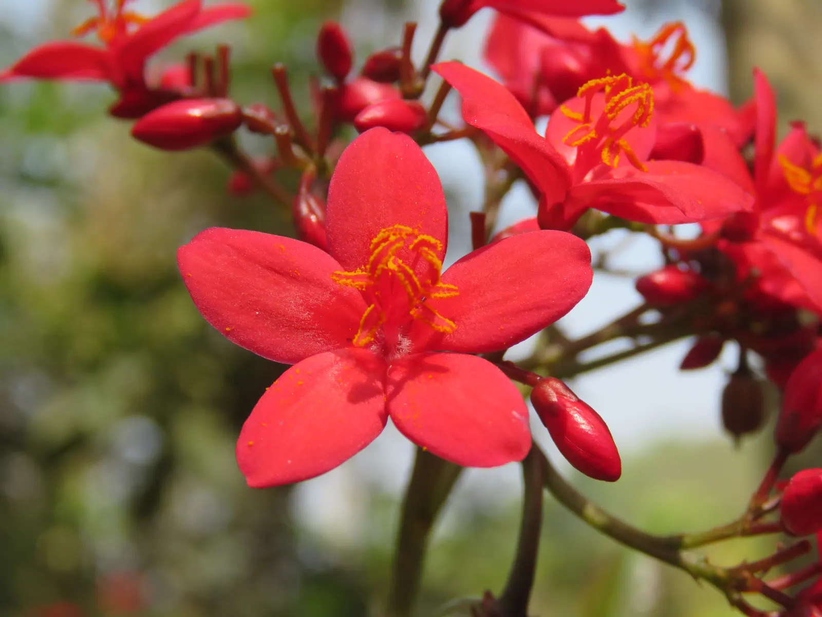 Peregrina (Jatropha Integerrima) — it blooms year-round in warm climates