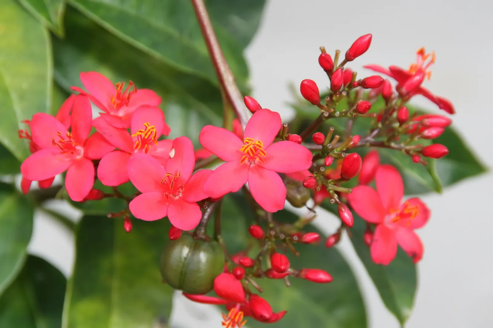 Peregrina (Jatropha Integerrima) — Preferring full sun and well-drained soil, it's perfect for accenting garden spaces or as a hedge