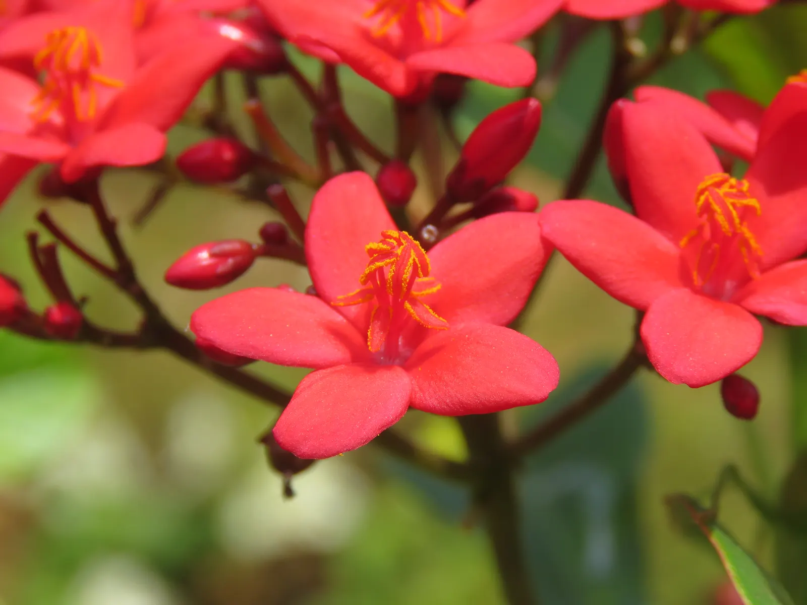 Peregrina (Jatropha Integerrima) — Peregrina contains toxic compounds; hence; rounded form that can be kept more compact through regular pruning.<br><br>Its