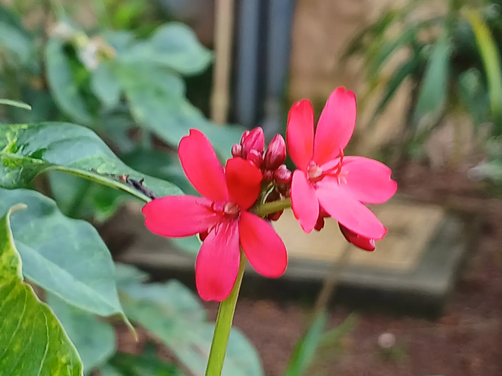 Peregrina (Jatropha Integerrima) — red flowers in the garden