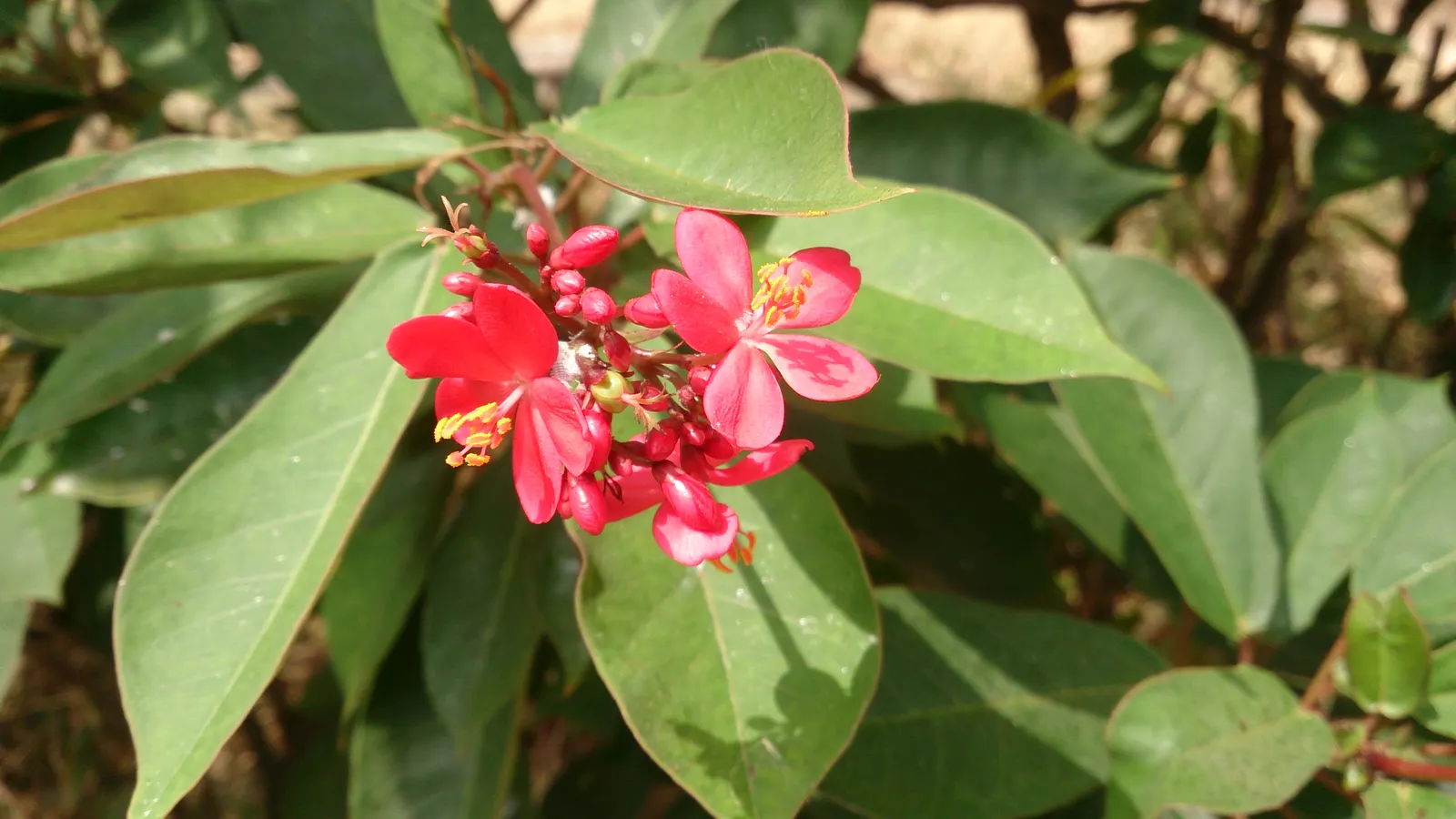 Peregrina (Jatropha Integerrima) — Situate these plants in USDA hardiness zones 10 to 11 for best performance; drought-tolerant once established, image 119