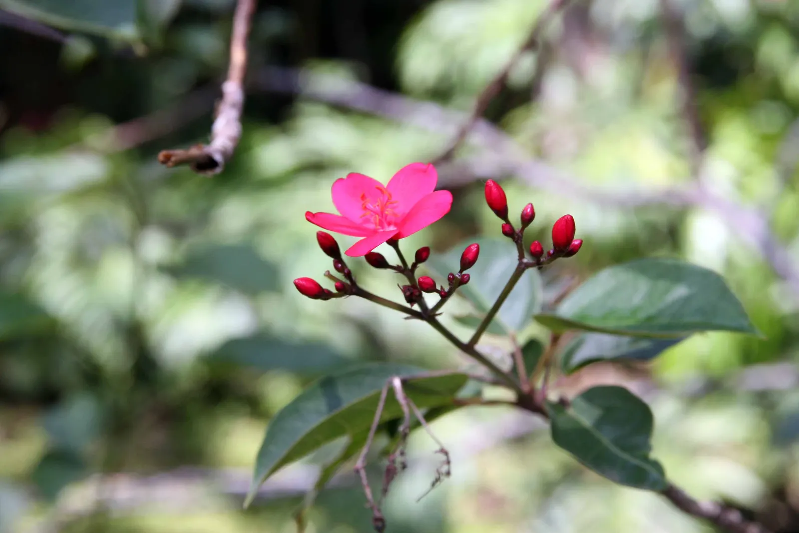 Peregrina (Jatropha Integerrima) — red flowers in the garden; renowned for its vibrant floral display and its ease of care, image 123