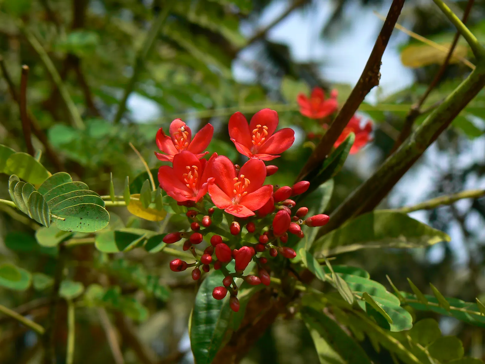 Peregrina (Jatropha Integerrima) — Preferring full sun and well-drained soil, it's perfect for accenting garden spaces or as a hedge; shrub for full, image 54